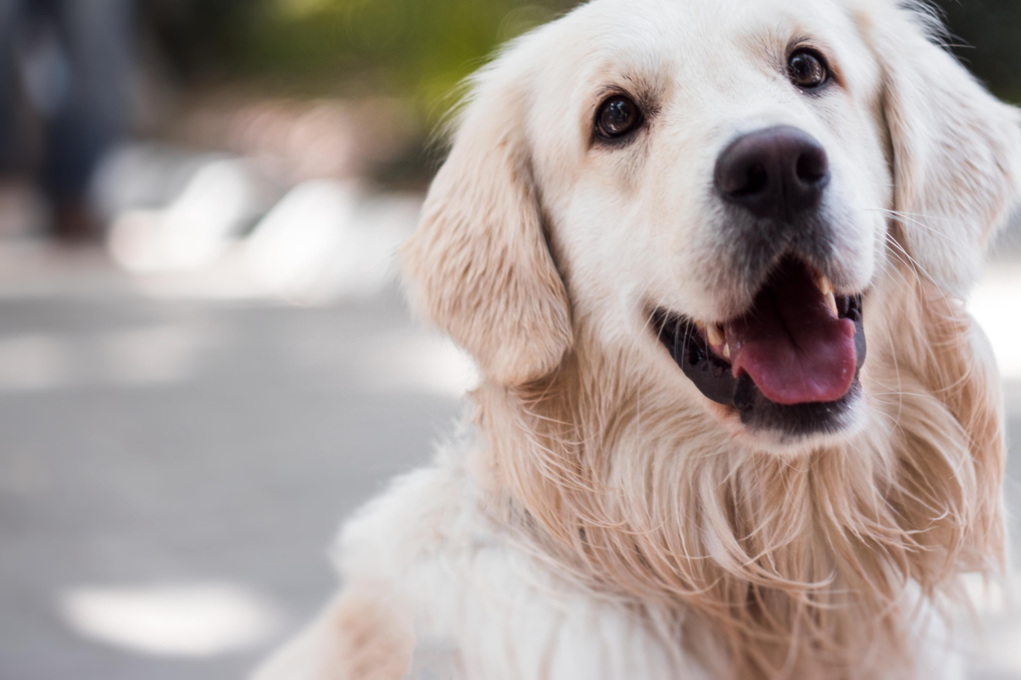 Hintergrundbild Hundesalon Fellfreundin Apen